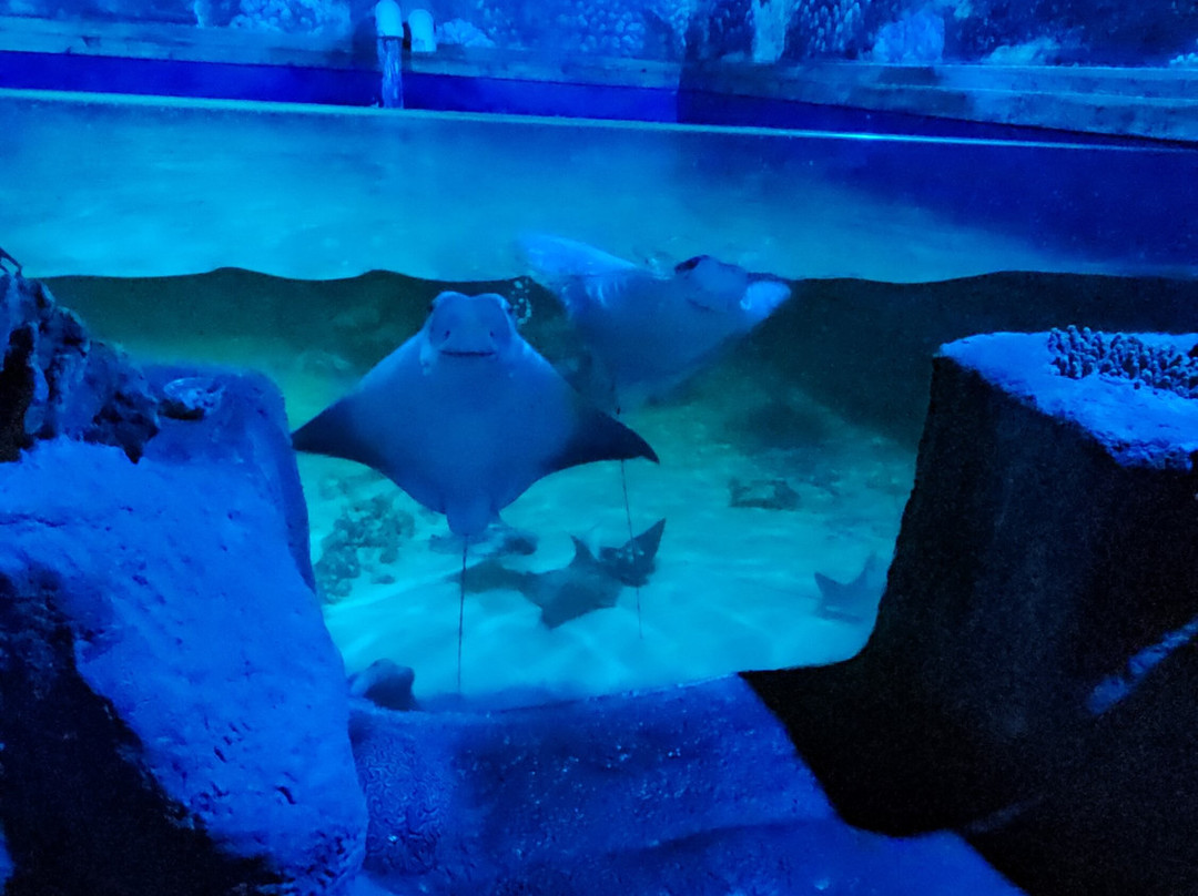 Branson's Wild World-布兰森必去景点