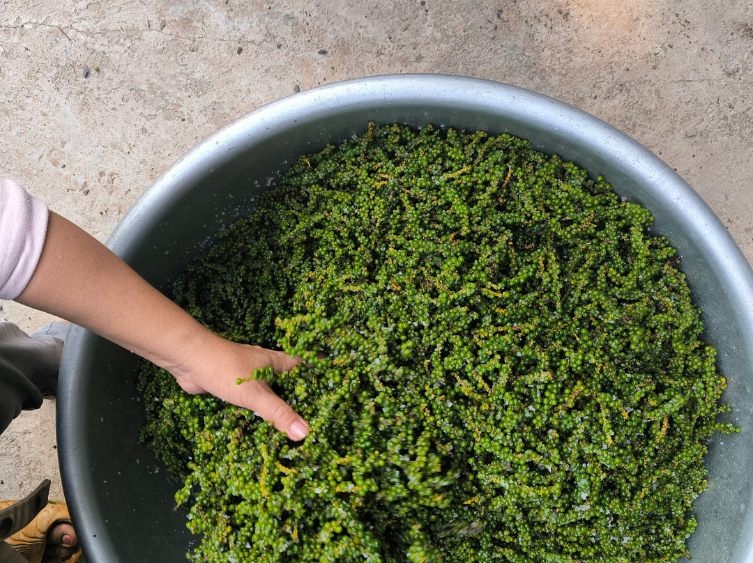 思蒂辣椒园-白马必去景点