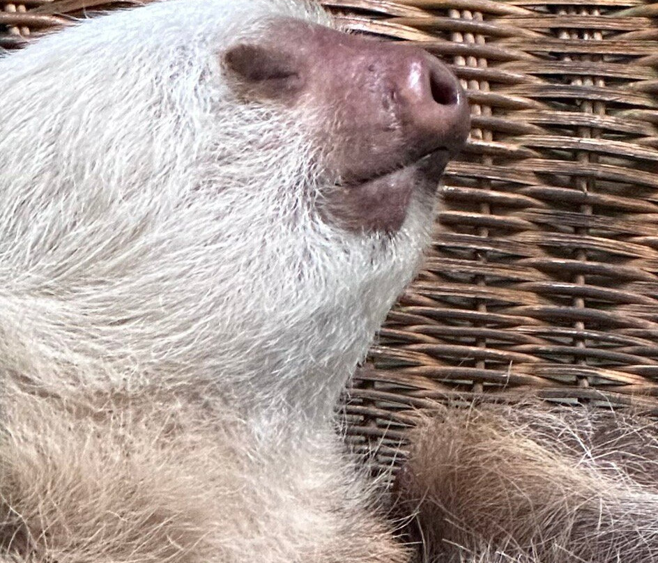 Sloth Sanctuary of Costa Rica景点图片