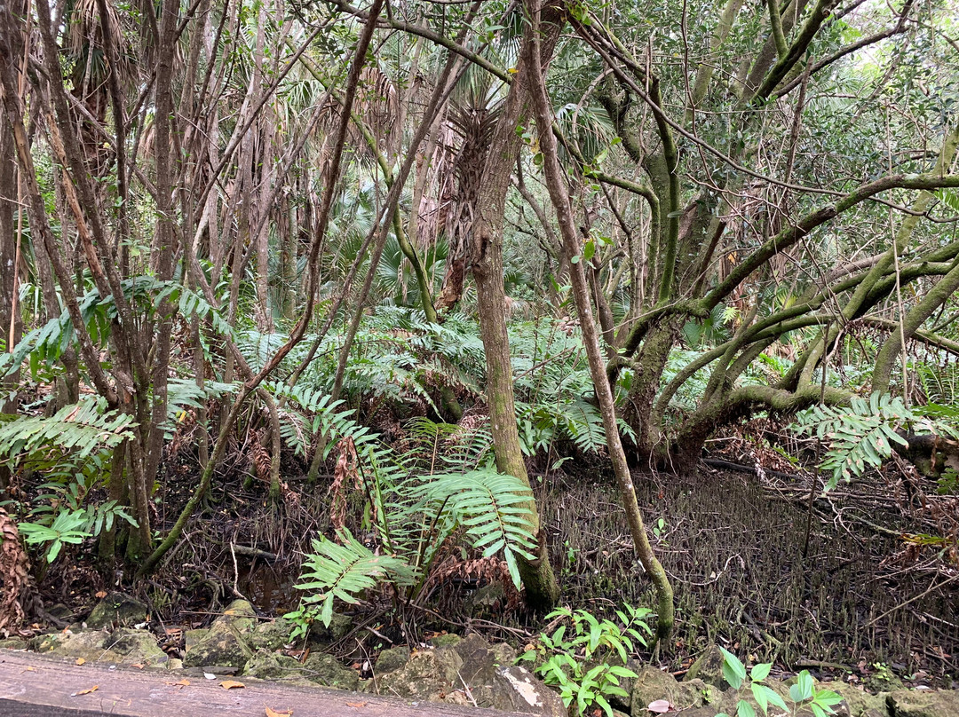 Frenchman's Forest Natural Area-棕榈滩花园必去景点