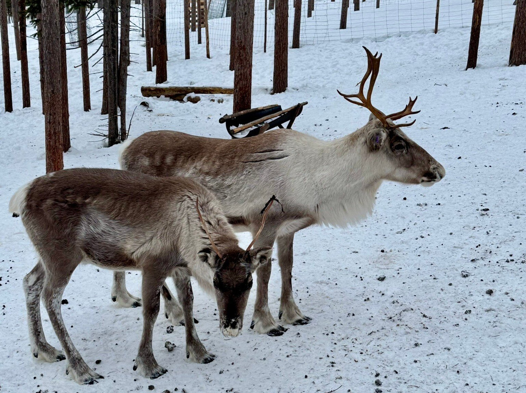 Eanan Levi Tours-Levi必去景点