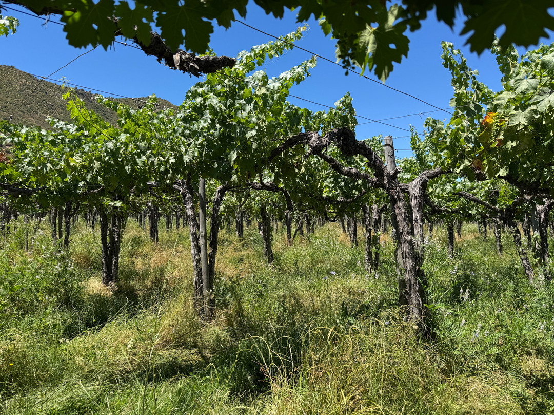 Viña Neyen de Apalta-圣克鲁斯必去景点