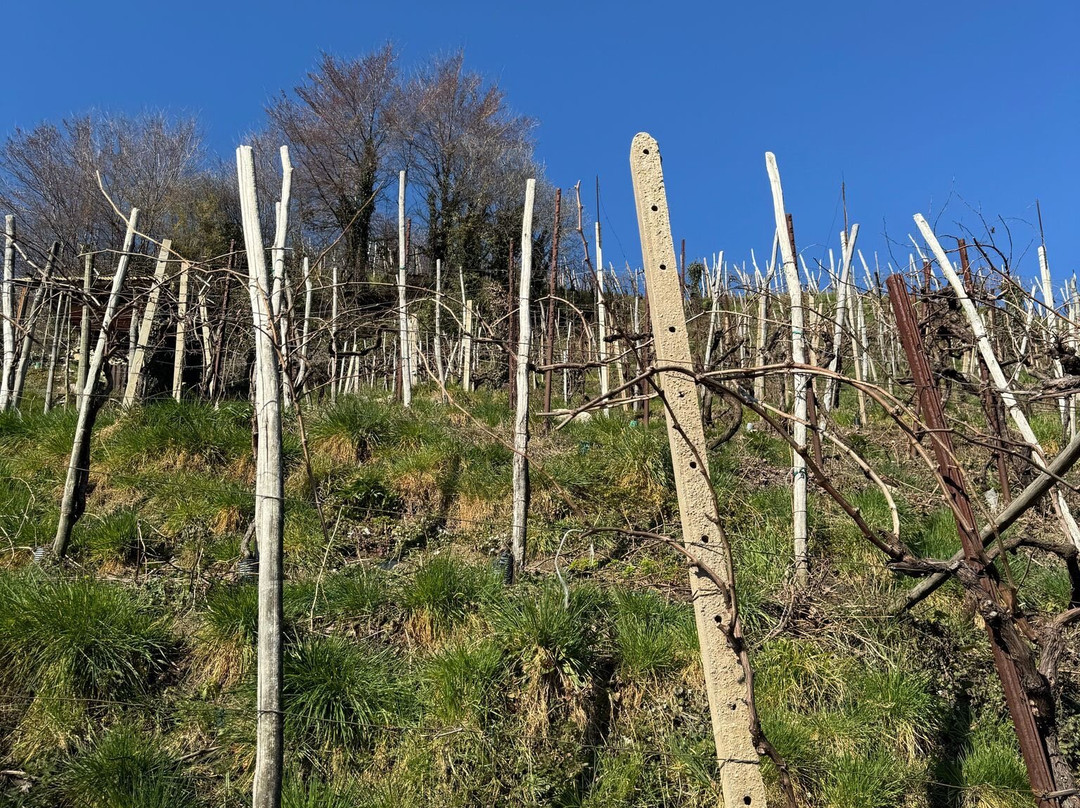 Azienda Agricola Guia景点图片