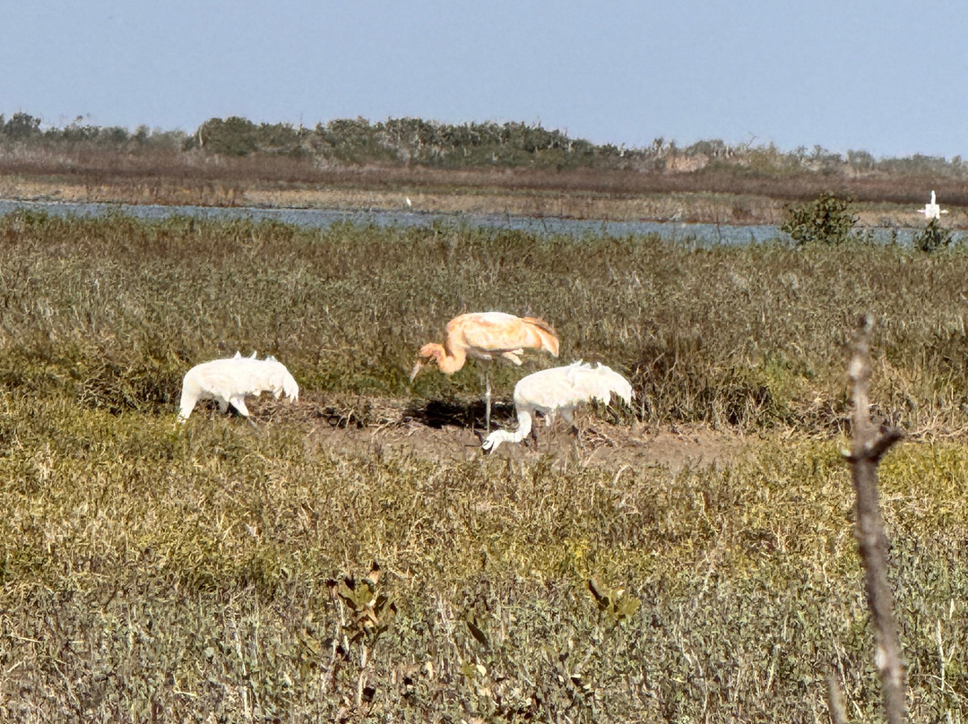 Rockport Birding and Kayak Adventures-罗克波特必去景点