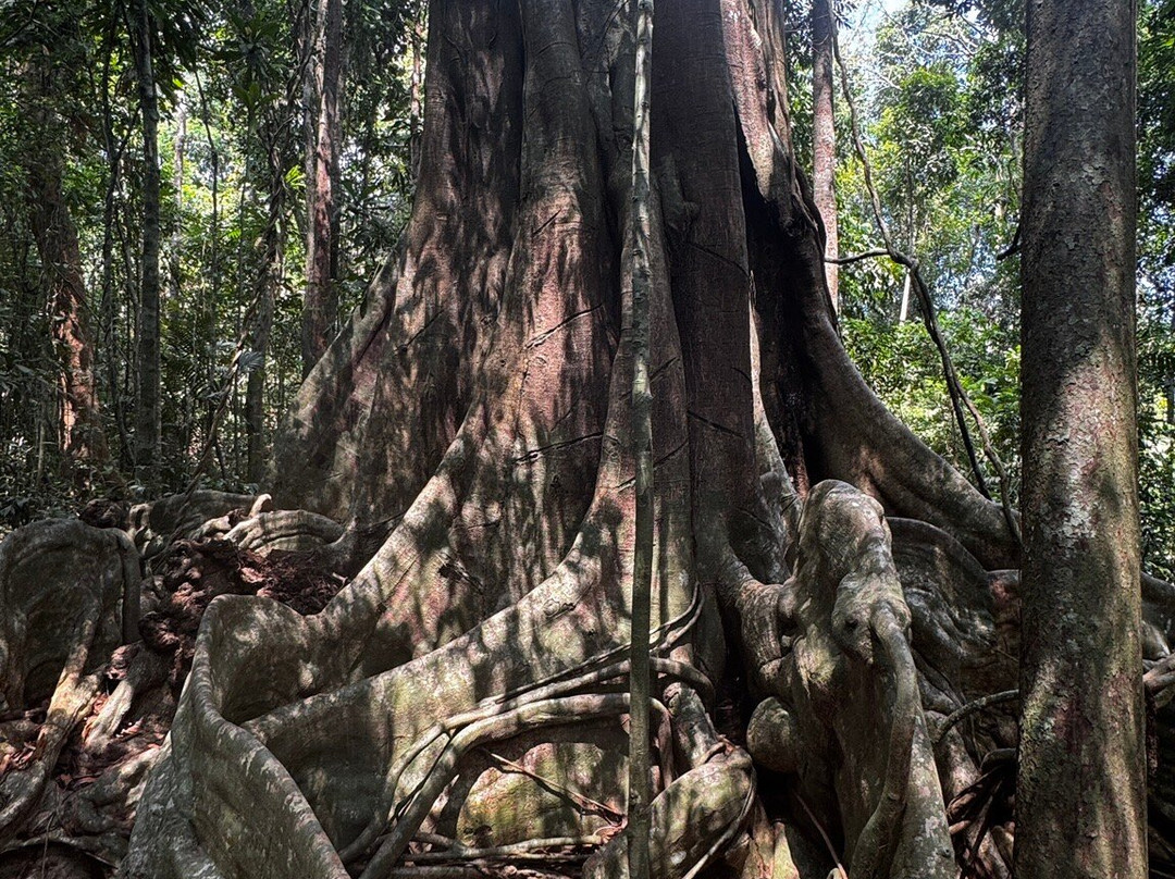 The Old Trees-阁骨岛必去景点