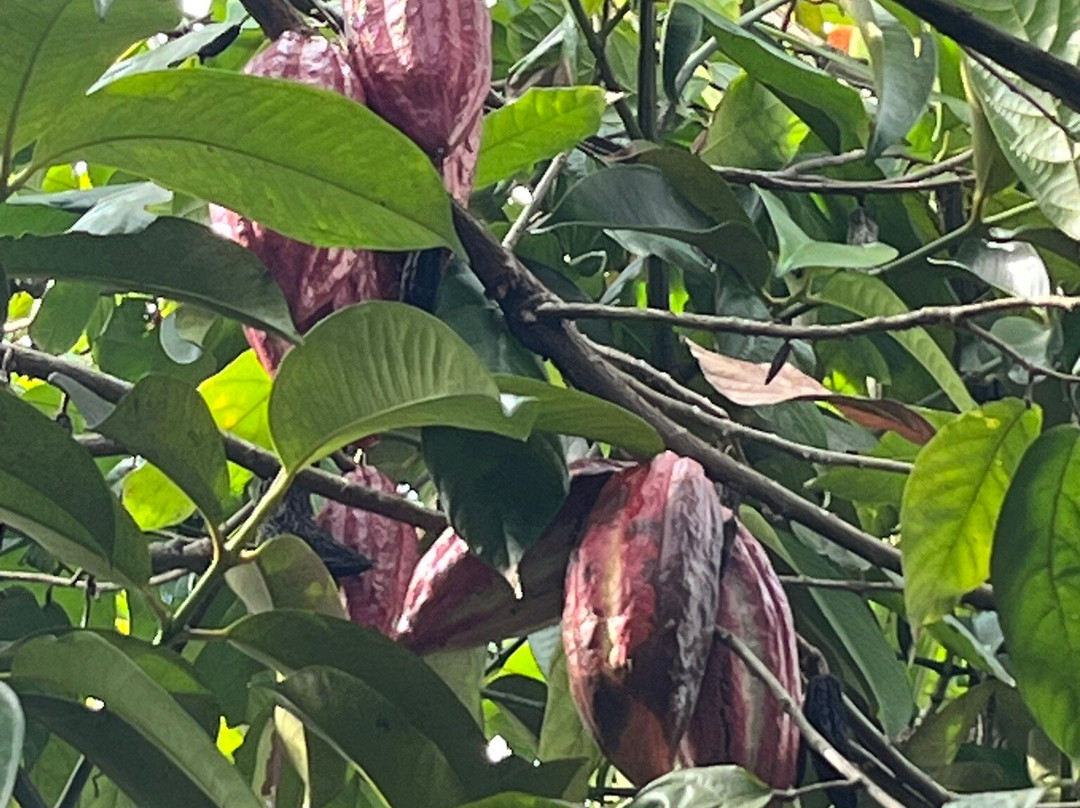 Edy Tour Guide-Tetebatu必去景点