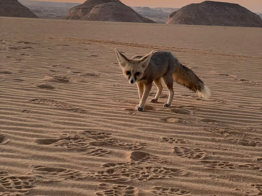 Bahariya Oasis Guide-Bawiti必去景点