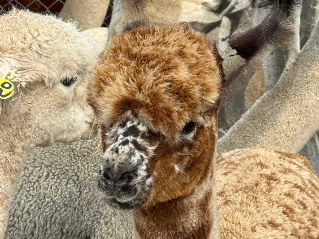 Kepler Mountain View Alpacas-马纳普里必去景点