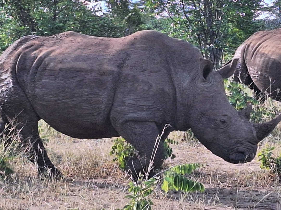 BUSH WILDERNESS SAFARIS-李文斯顿必去景点