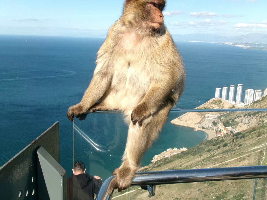 Rocky Monkey Gibraltar Tours-Gibraltar Town必去景点