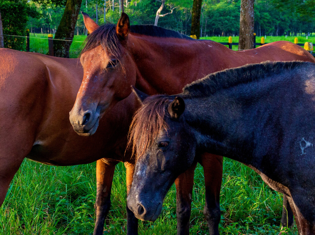 Hotel Campestre La Potra主图