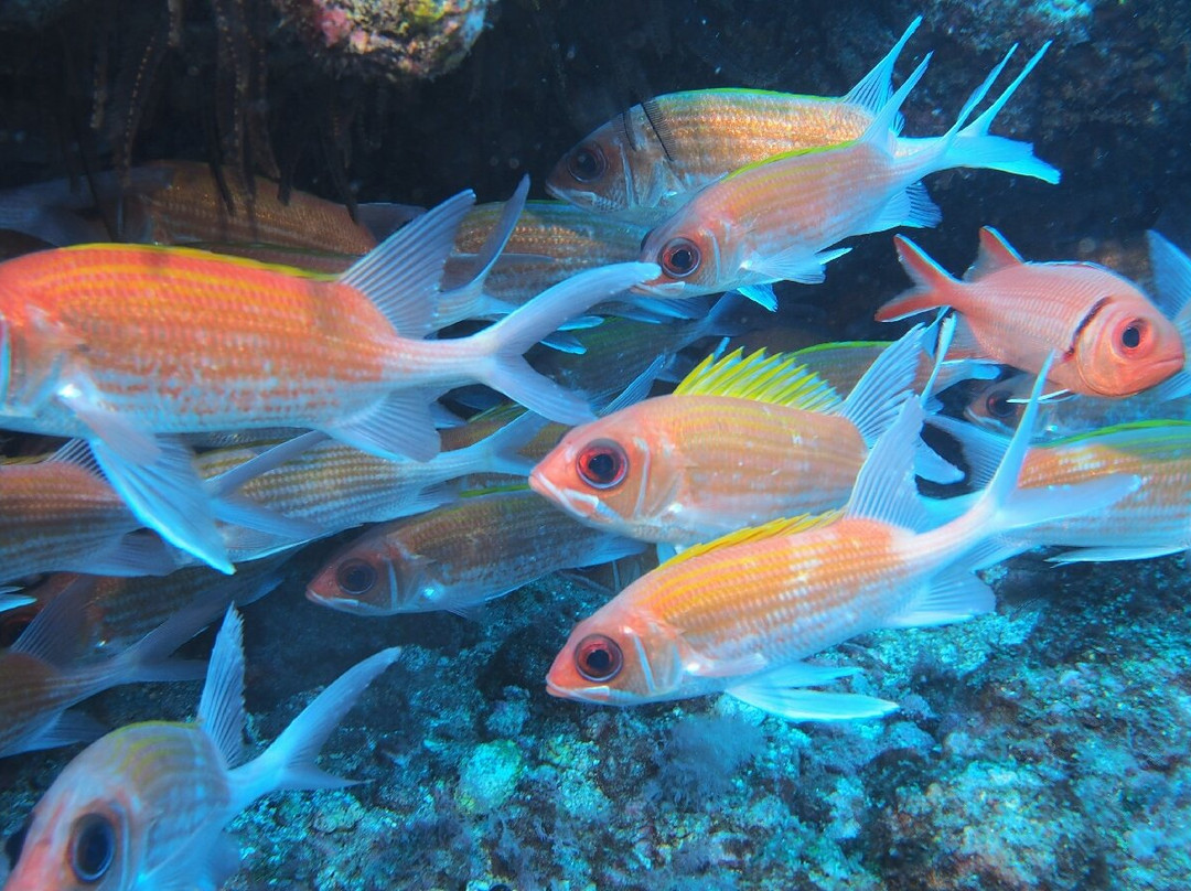 Sub-Tropic Adventures-Jamestown必去景点