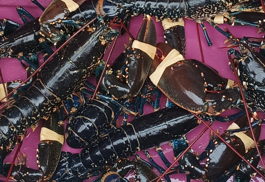 Renvyle Lobster And Crab