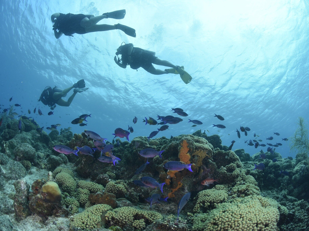 Jan Thiel Diving-威廉斯塔德必去景点