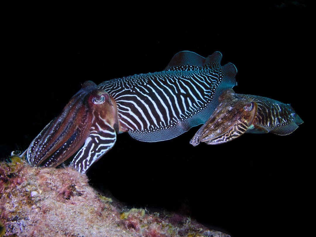 Davy Jones Diving-大加纳利必去景点