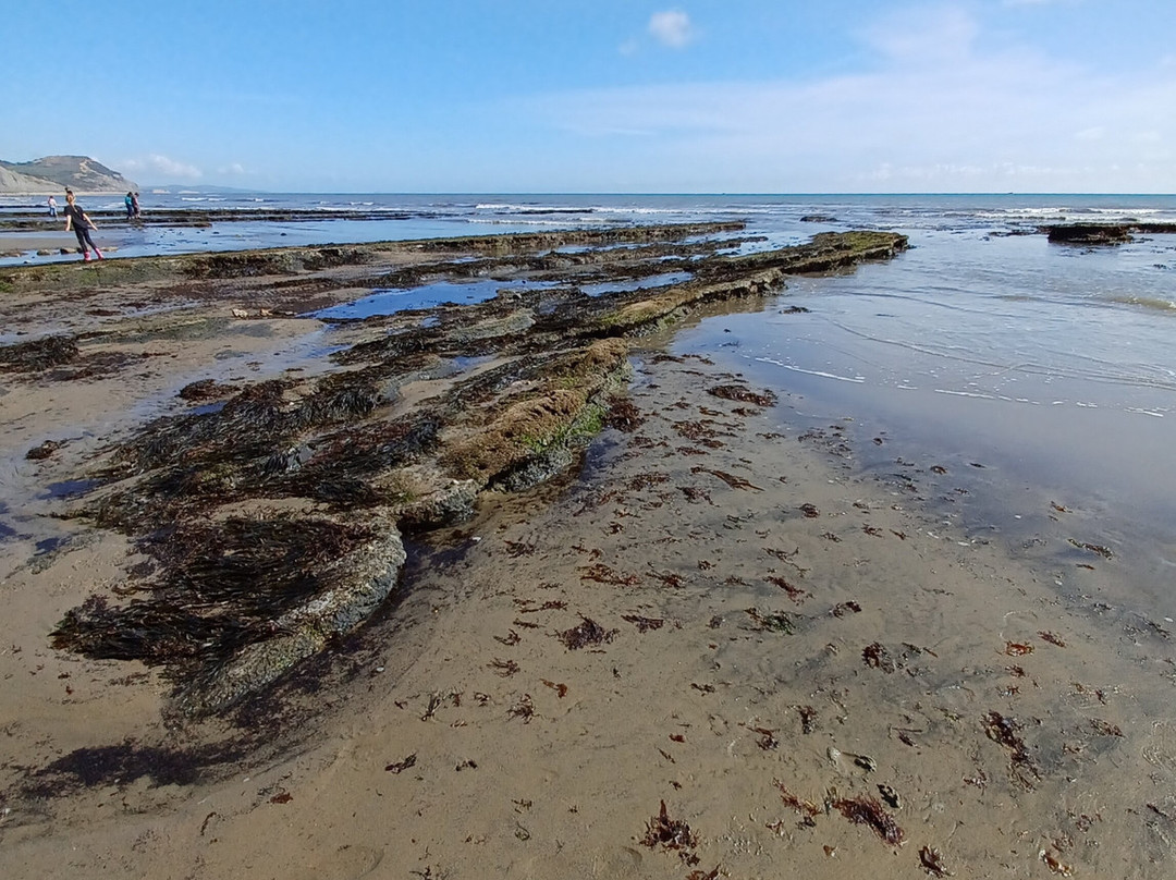 Charmouth Beach景点图片