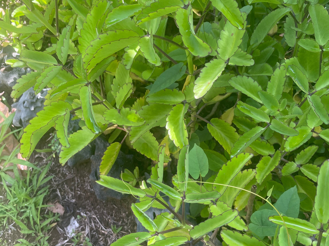 Laura's Herb & Spice Garden-St. George's必去景点