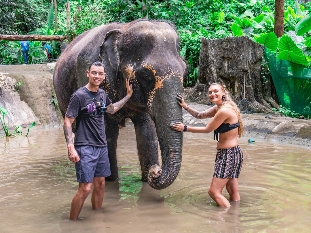 Chalong Elephant Retirement-普吉镇必去景点
