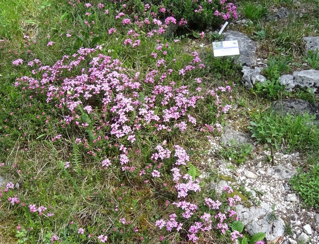 Alpine Botanical Garden Juliana-Trenta必去景点
