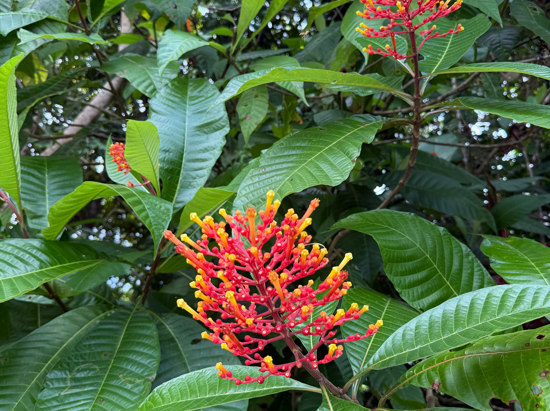 Drake Bay Greenleaf主图