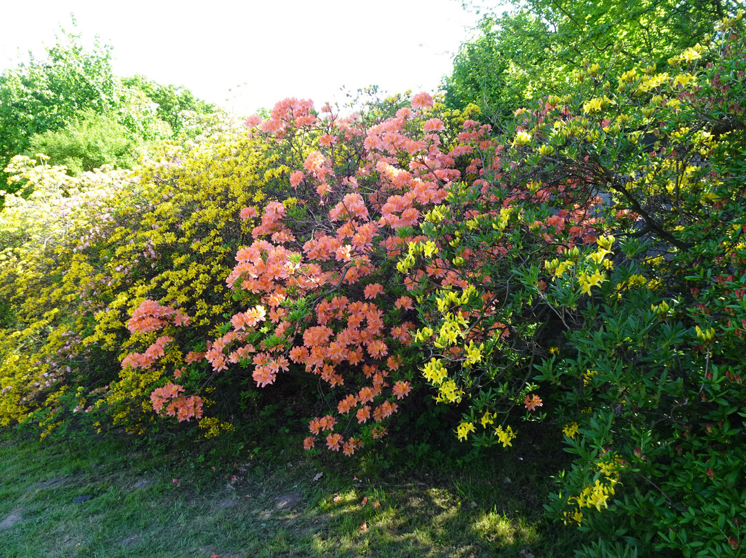 Park Zamkowy W Mosznej景点图片