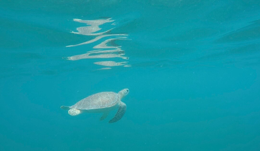 Vieques Snorkel Tours-维切克岛必去景点