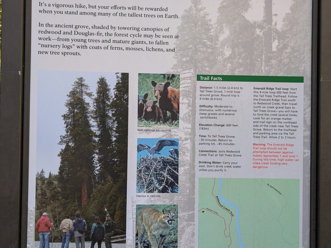 Tall Trees Grove-红木国家公园必去景点