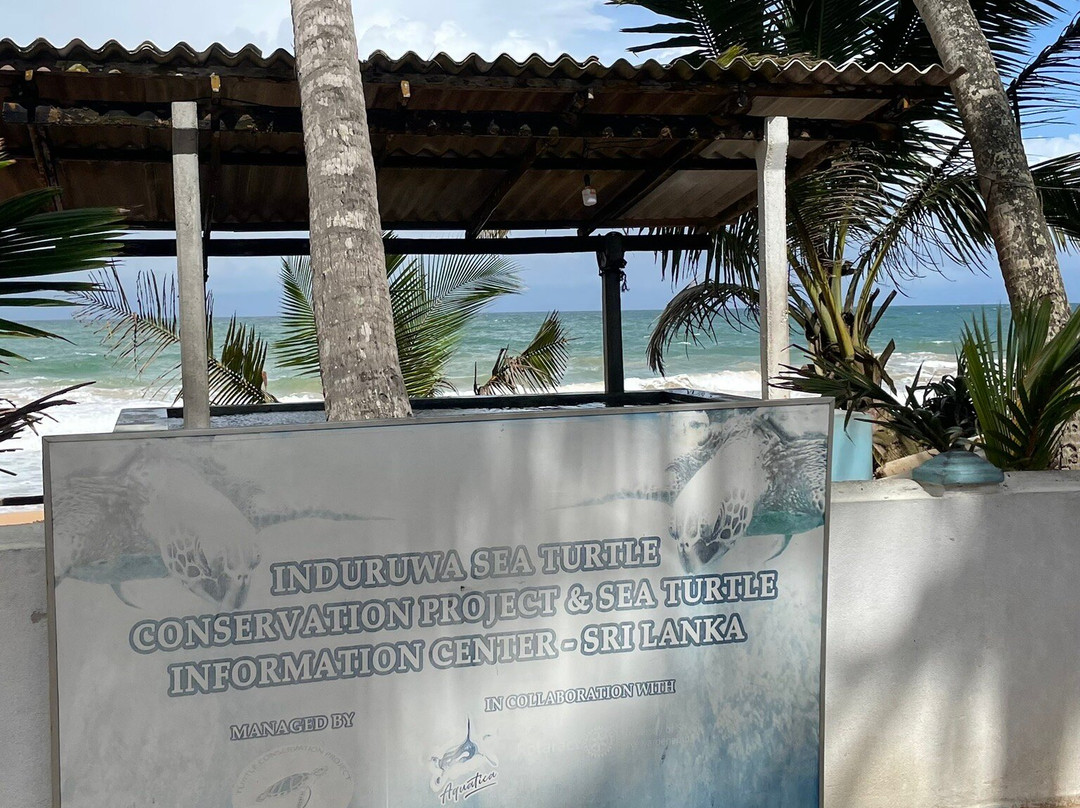 Induruwa Sea Turtle Conservation Project & Sea Turtle Information Center景点图片