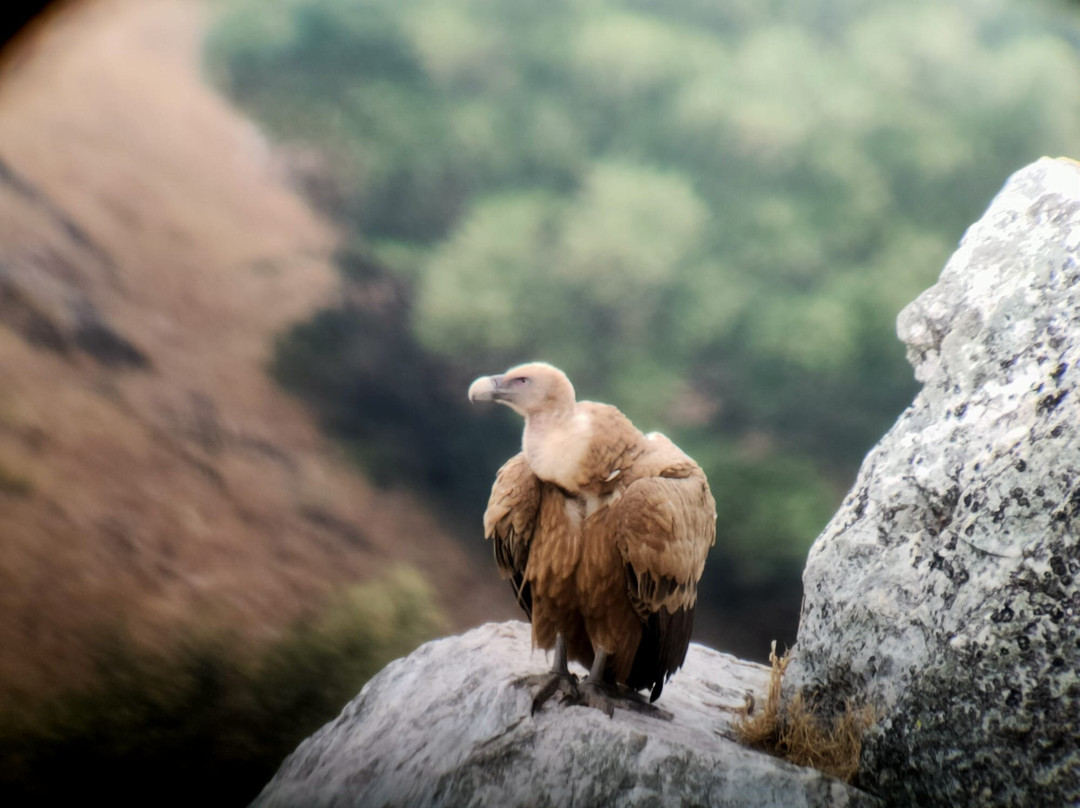 Birding Naturaleza景点图片