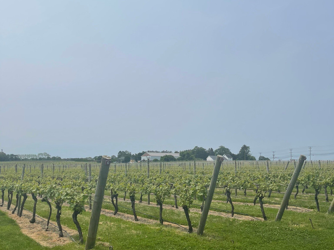 Newport Vineyards-米德尔敦必去景点