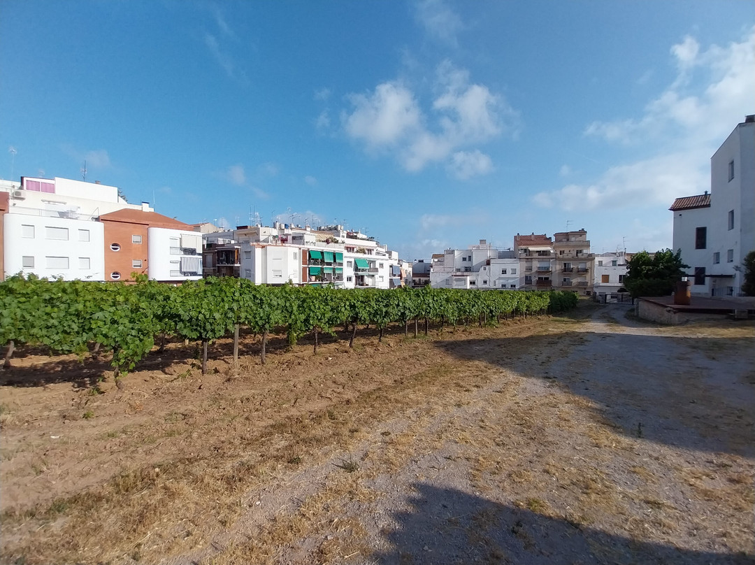 Centre d'Interpretacio De La Malvasia景点图片