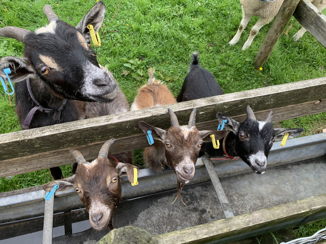 Snowdonia Holidays - Tyddyn Du Farm主图