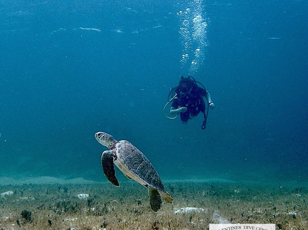 Valentine's Dive Center-哈勃岛必去景点