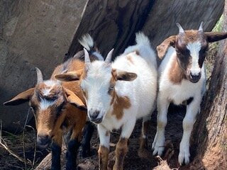 Ohana Ranch-山景城必去景点