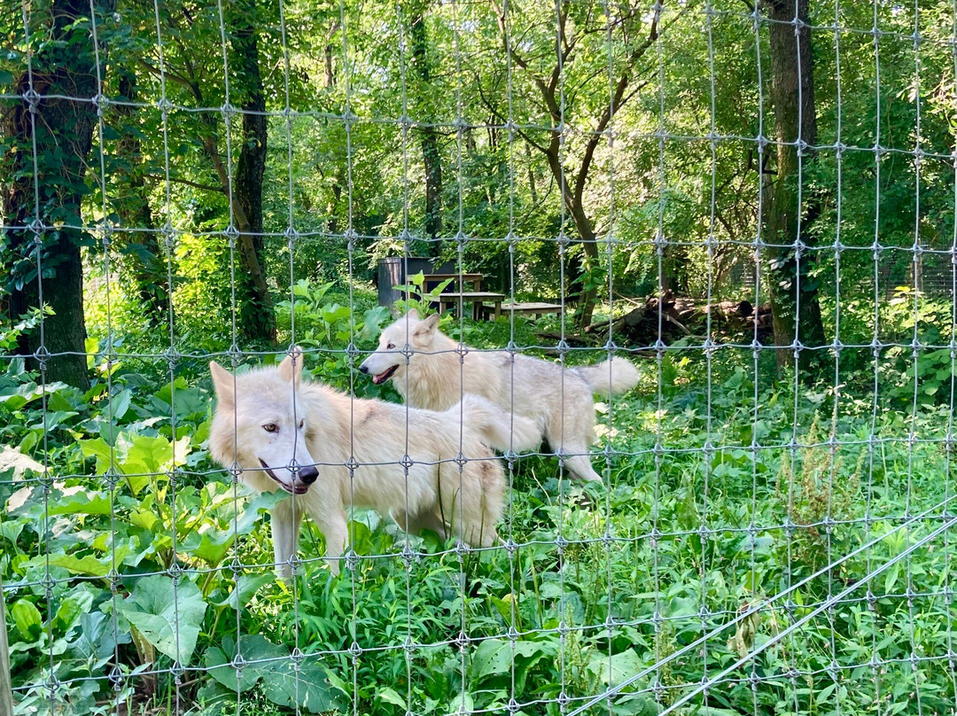 Wolf Sanctuary of PA-利蒂茨必去景点