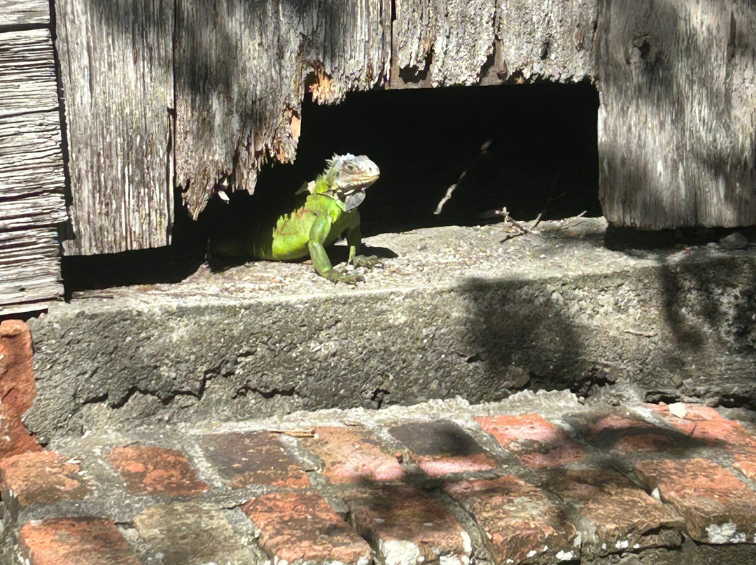 Madinina Kayaks-Le Robert必去景点
