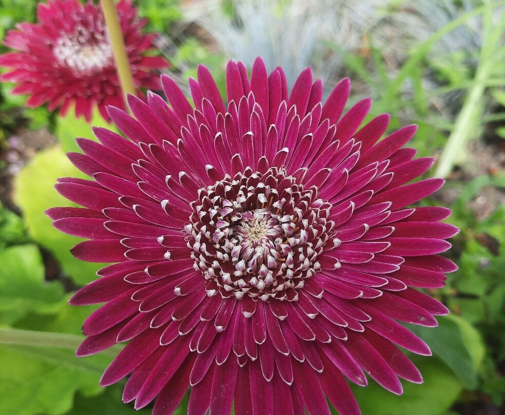 Parc de l'Arboretum-昂热必去景点