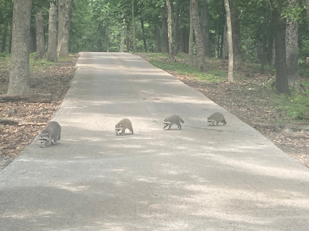 Lone Elk Park-圣路易斯必去景点