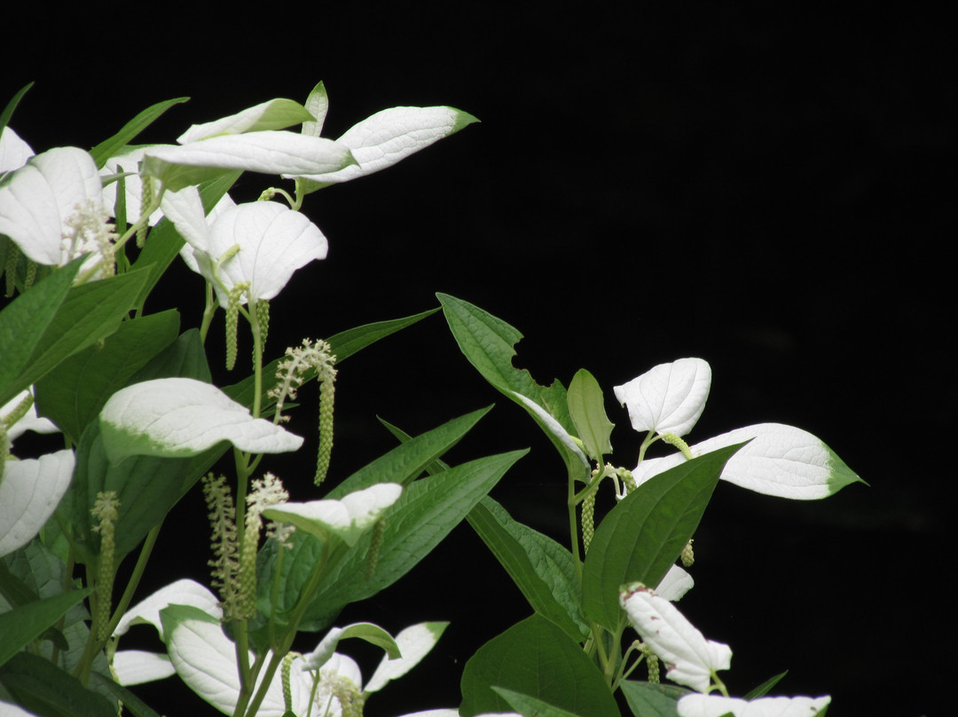 Uji City Botanical Park-宇治市必去景点