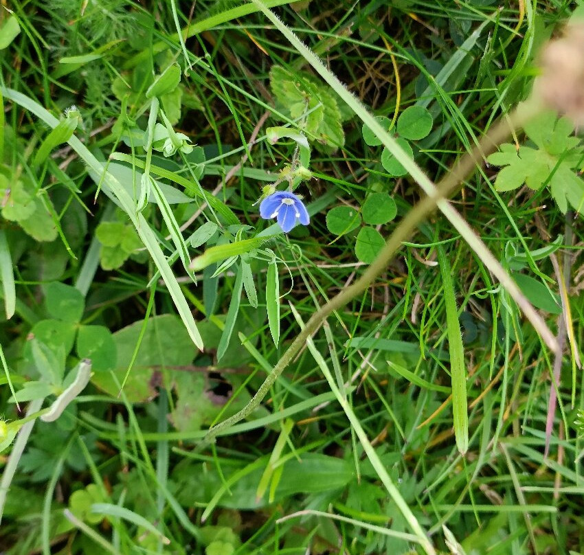 Killykeeghan Nature Reserve-Florencecourt必去景点
