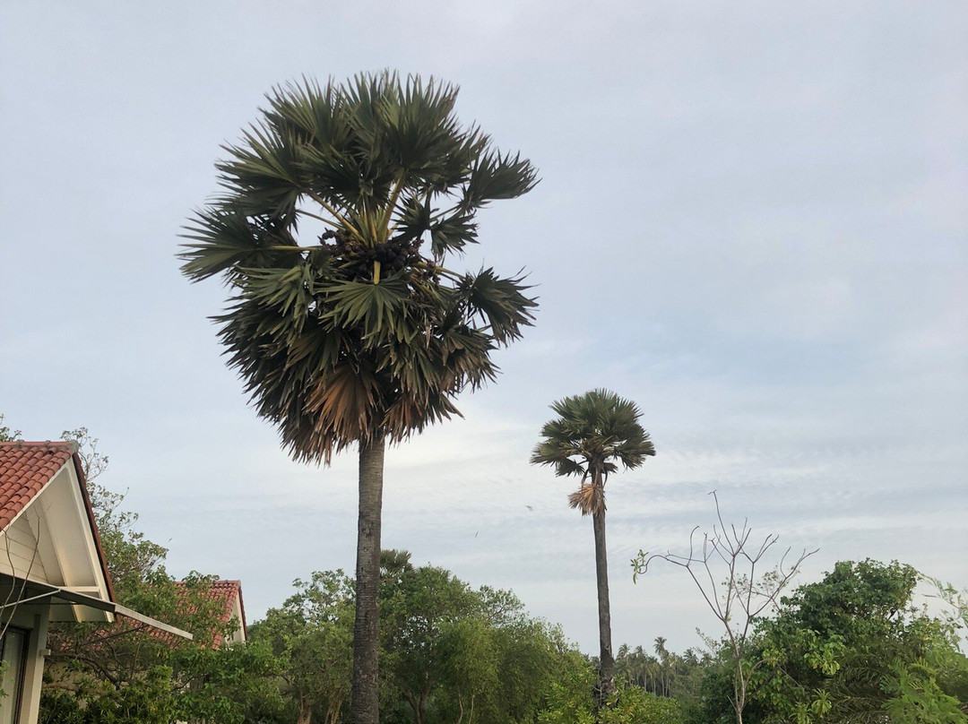 Koddukalpitiya主图