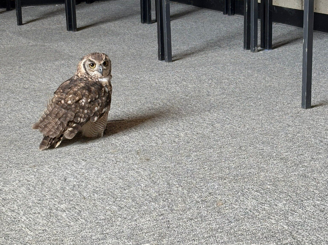Fens Falconry-Wisbech必去景点