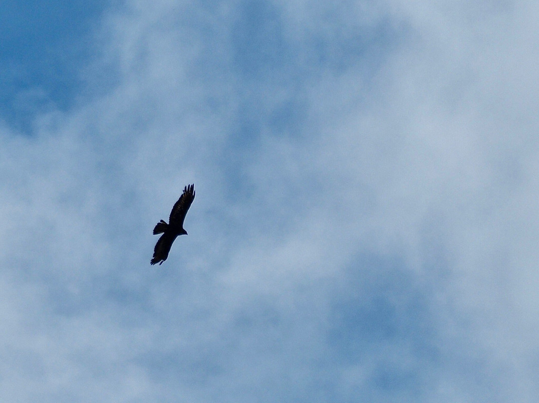 Wild Mull Tours-Pennyghael必去景点