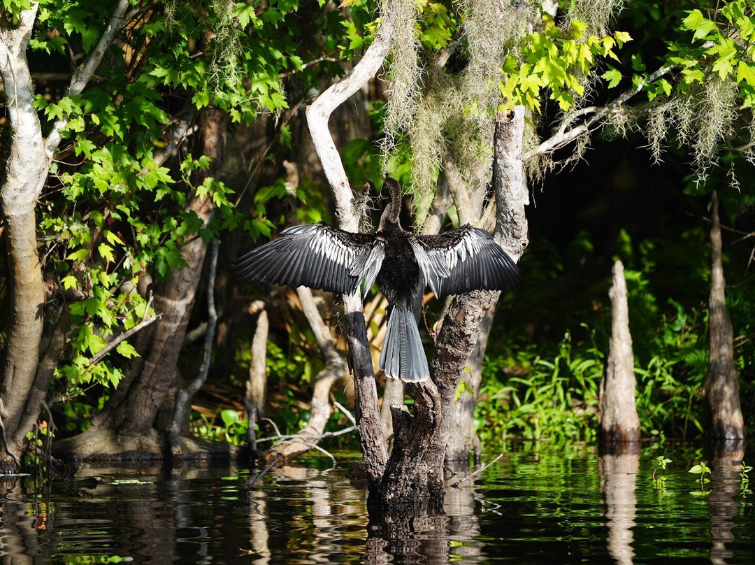 Airboat And Gator Charters-De Leon Springs必去景点