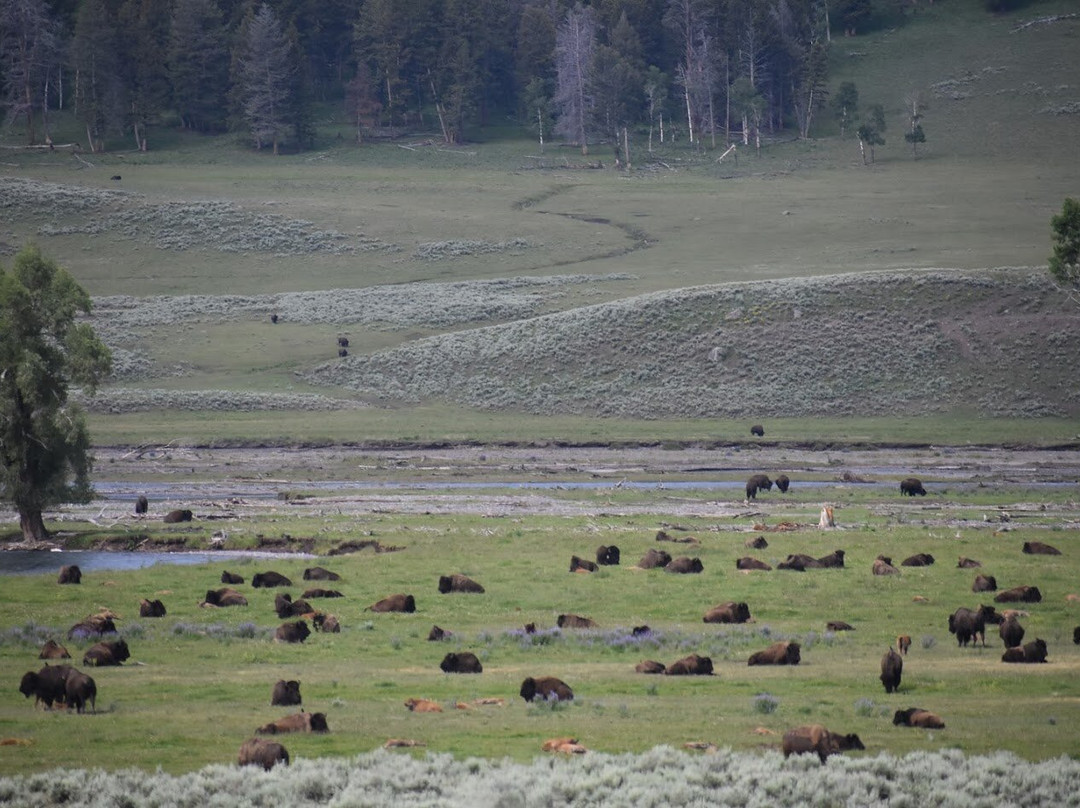 Wake Up to Wildlife Tour-黄石国家公园必去景点