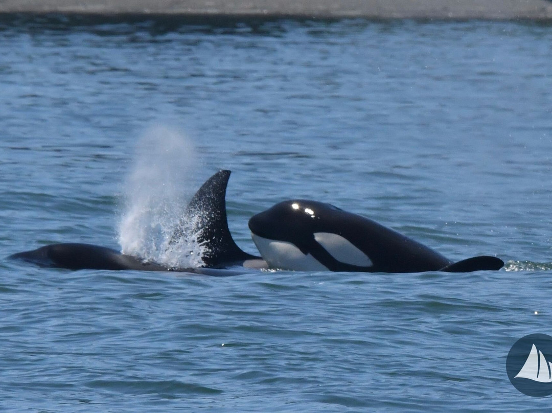 Landmark Orcas Island主图