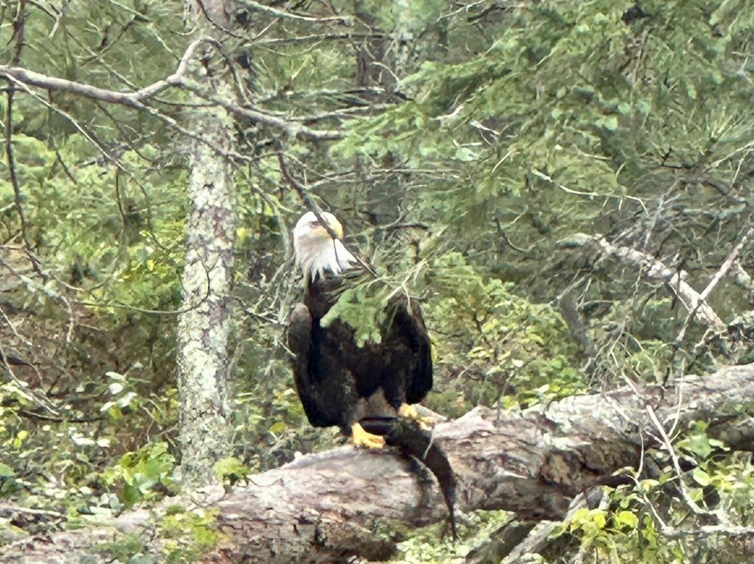 Voyageurs National Park Tours, Rainy Lake Guiding-International Falls必去景点