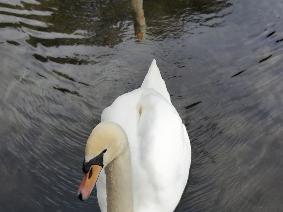 Driloni National Park-Pogradec必去景点