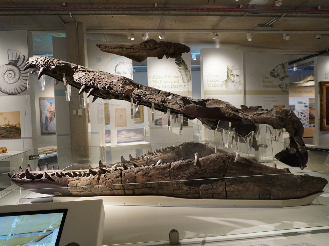 Dorset Museum & Art Gallery-多切斯特必去景点