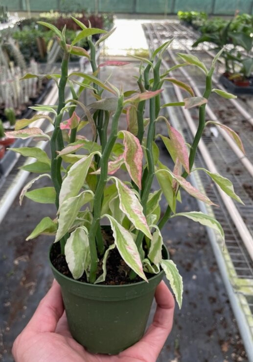 Unique Notions-High Springs必去景点